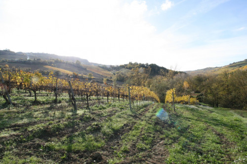 Terreno Agricolo in vendita a Ripatransone
