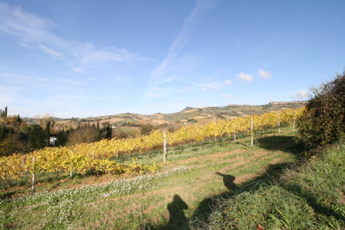 Terreno Agricolo in vendita a Ripatransone