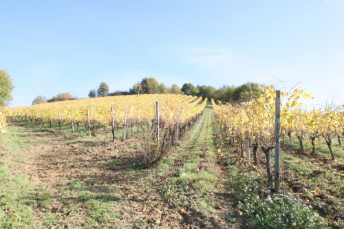 Terreno Agricolo in vendita a Ripatransone