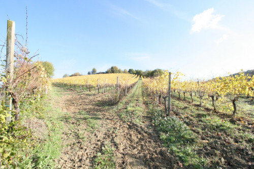 Terreno Agricolo in vendita a Ripatransone