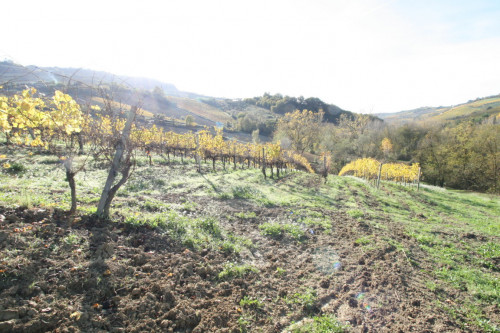 Terreno Agricolo in vendita a Ripatransone