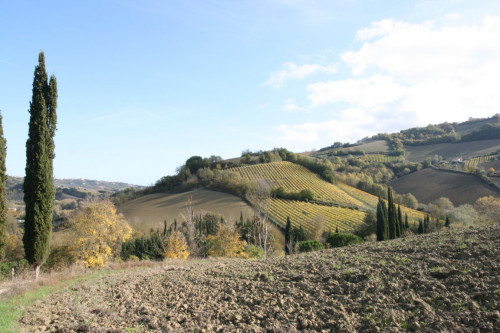 Terreno Agricolo in vendita a Ripatransone