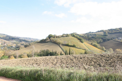 Terreno Agricolo in vendita a Ripatransone