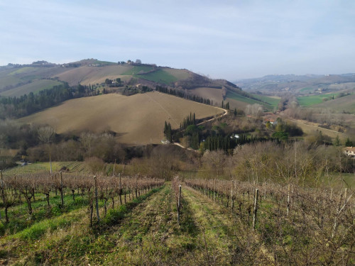 Terreno Agricolo in vendita a Ripatransone