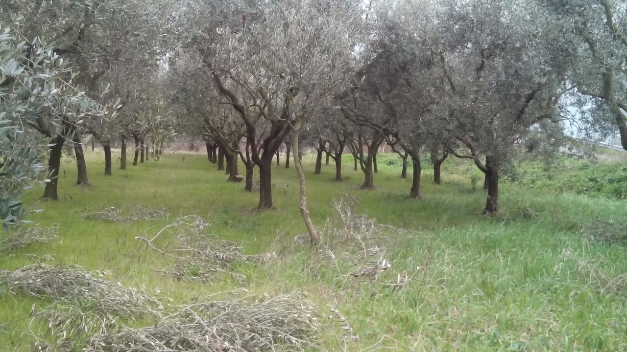 Terreno agricolo in vendita a Pisa