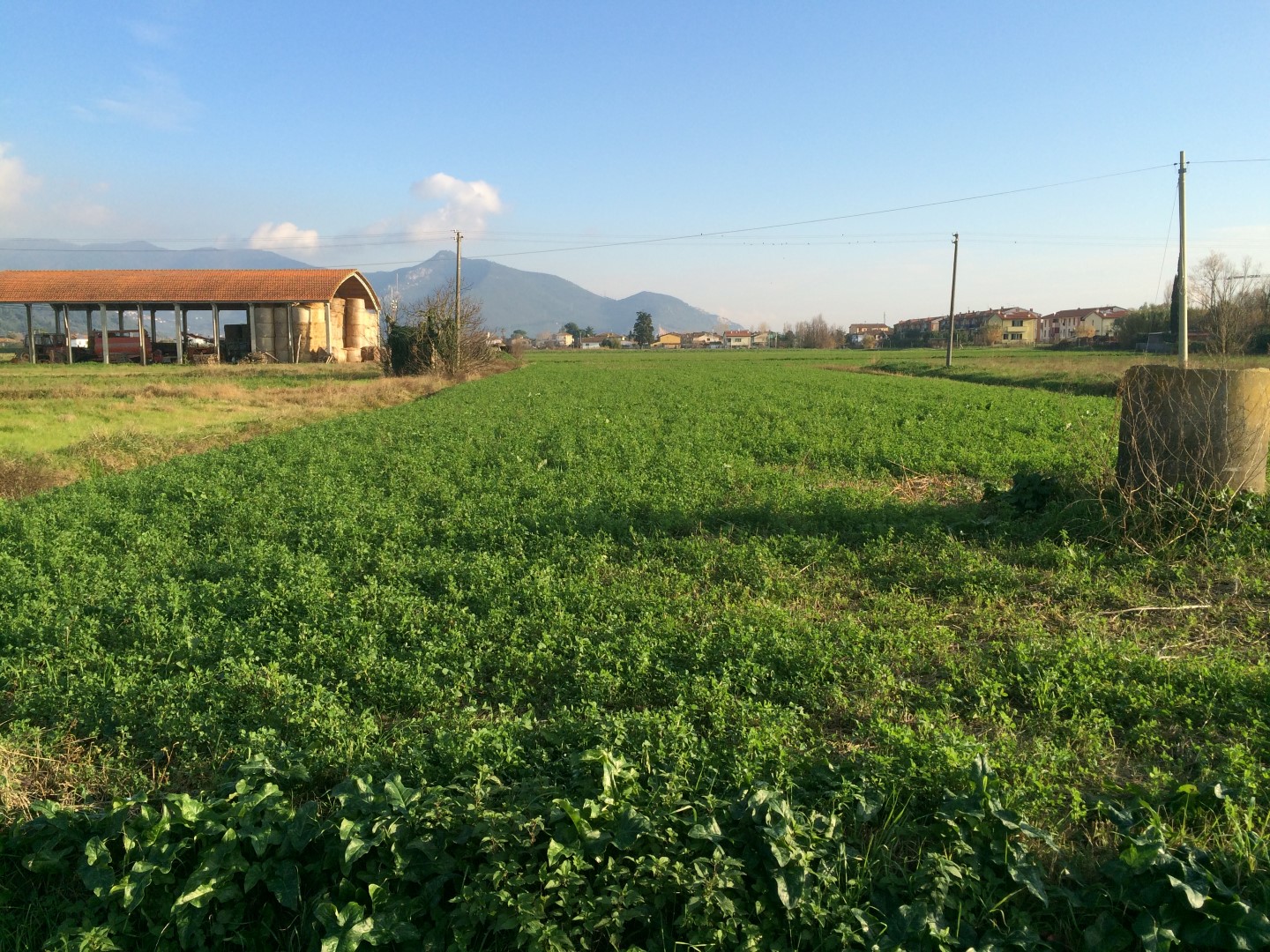Terreno agricolo in affitto a Pisa