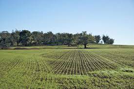 Terreno agricolo in vendita a San Giuliano Terme (PI)