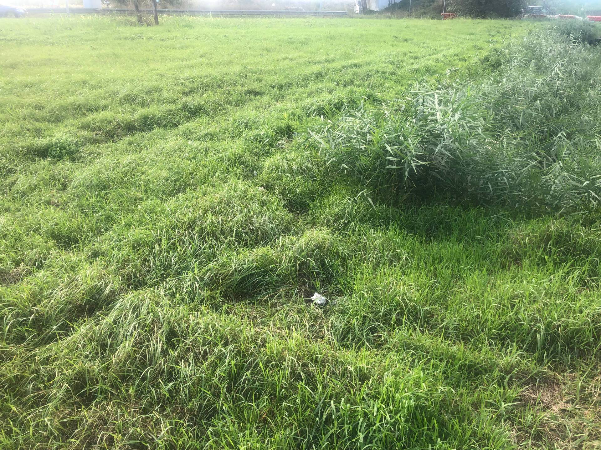 Terreno edif. residenziale in vendita a Pisa