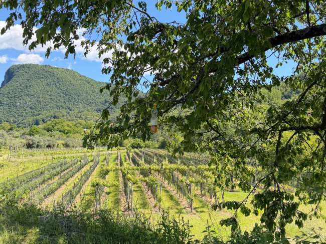 Azienda Agricola in vendita a Cividale del Friuli