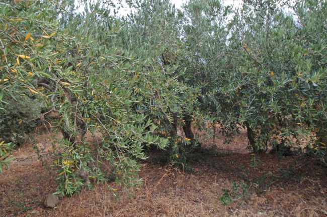 Terreno agricolo in vendita a Altofonte (PA)