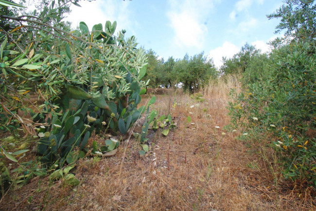 Terreno agricolo in vendita a Altofonte (PA)