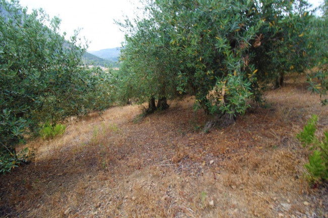 Terreno agricolo in vendita a Altofonte (PA)