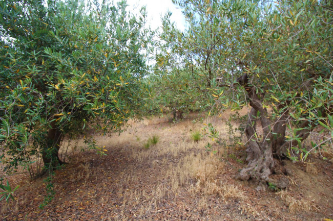 Terreno agricolo in vendita a Altofonte (PA)