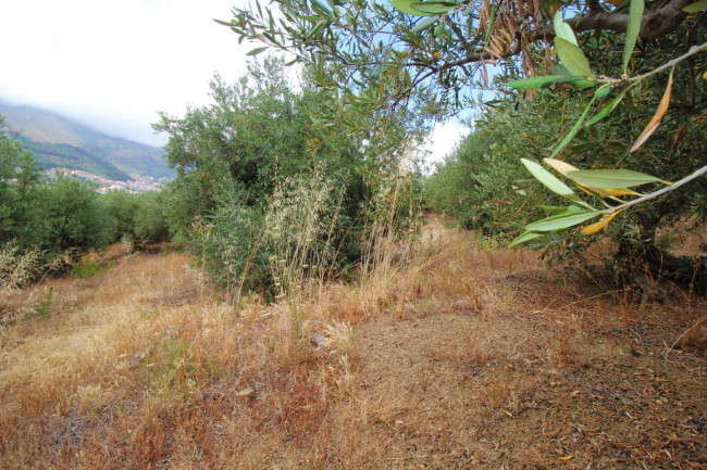 Terreno agricolo in vendita a Altofonte (PA)