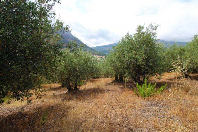 Terreno agricolo in vendita a Altofonte (PA)