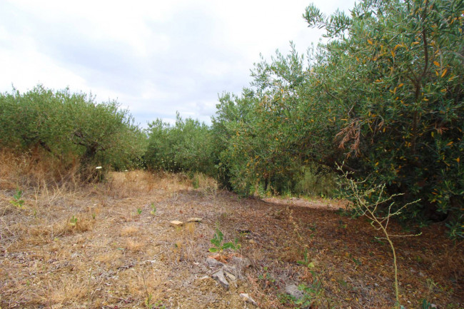 Terreno agricolo in vendita a Altofonte (PA)