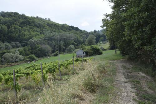 Casale in vendita a Montefiore dell'Aso