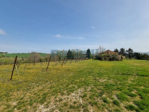 Azienda Agricola in vendita a Rapagnano