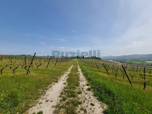 Azienda Agricola in vendita a Rapagnano