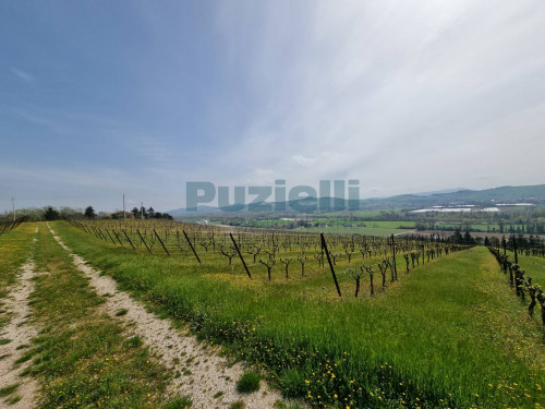 Azienda Agricola in vendita a Rapagnano