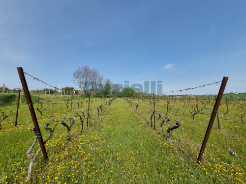 Azienda Agricola in vendita a Rapagnano