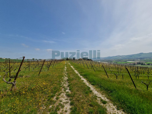 Azienda Agricola in vendita a Rapagnano