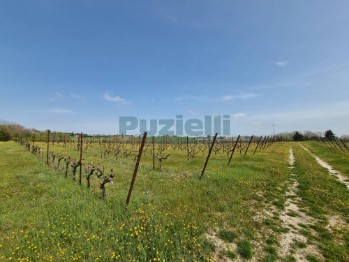 Azienda Agricola in vendita a Rapagnano