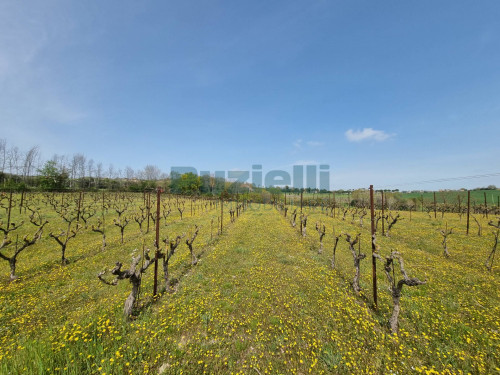 Azienda Agricola in vendita a Rapagnano