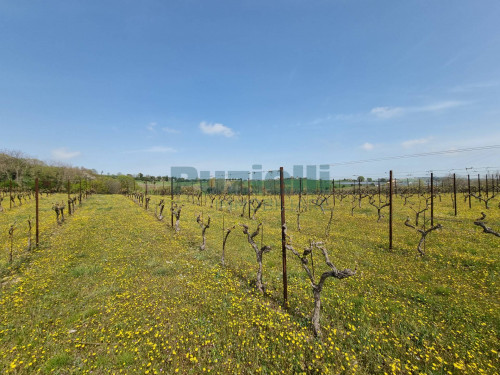 Azienda Agricola in vendita a Rapagnano