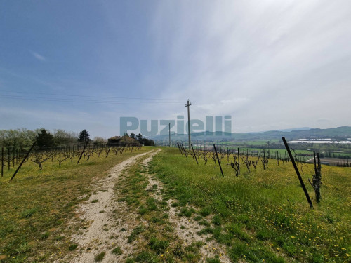 Azienda Agricola in vendita a Rapagnano