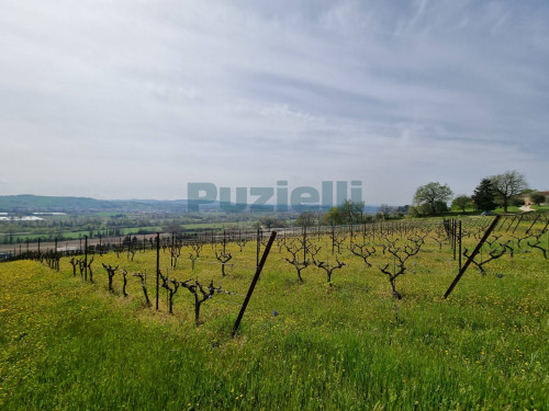 Azienda Agricola in vendita a Rapagnano