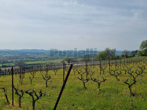 Azienda Agricola in vendita a Rapagnano