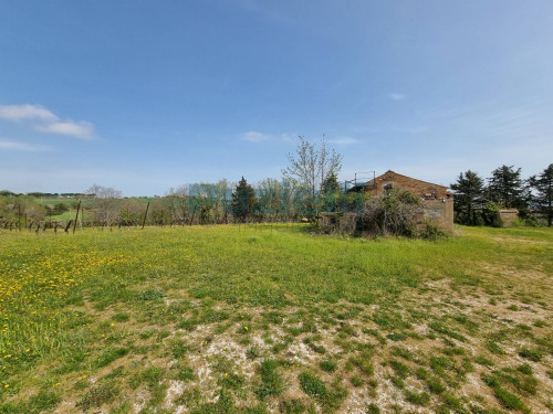 Azienda Agricola in vendita a Rapagnano