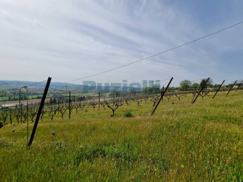 Azienda Agricola in vendita a Rapagnano