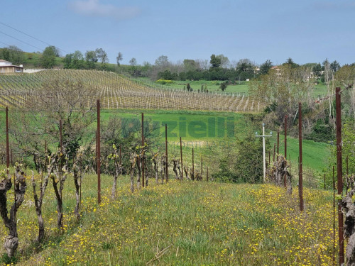 Azienda Agricola in vendita a Rapagnano