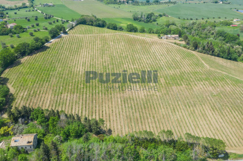 Azienda Agricola in vendita a Rapagnano