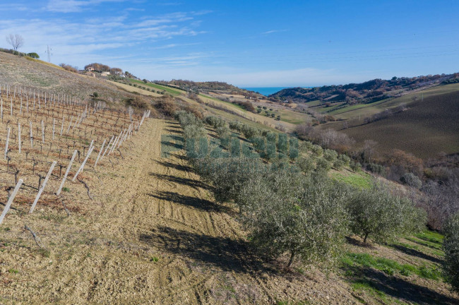 Terreno Agricolo in vendita a Lapedona