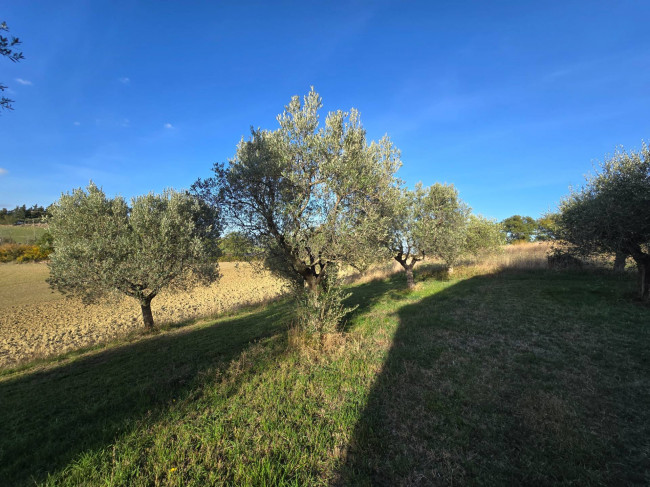 Rustico in vendita a Montelupone