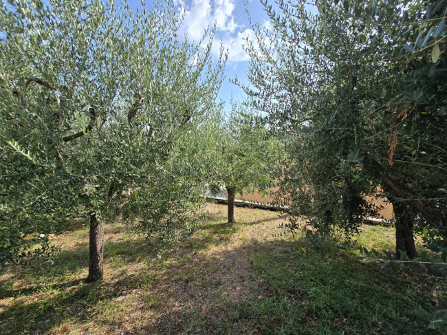 Casa singola in vendita a Grottazzolina