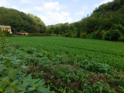 Terreno Agricolo in Vendita