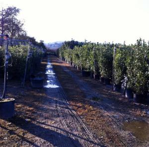 Terreno Agricolo in vendita a Ripatransone