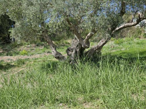 Terreno Agricolo in vendita a Enna