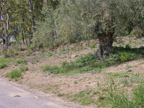 Terreno Agricolo in vendita a Enna