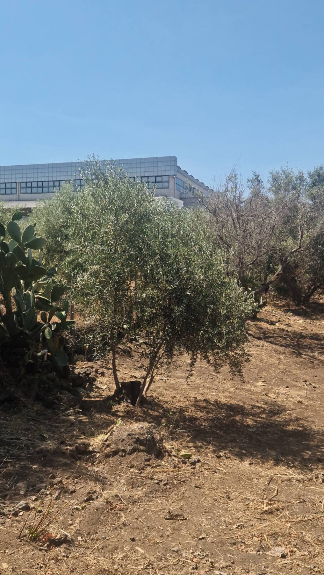 Terreno Agricolo in vendita a Belpasso