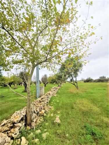 Terreno Agricolo in vendita a Alezio