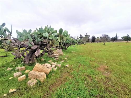 Terreno Agricolo in vendita a Alezio