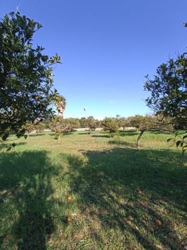 Terreno Agricolo in vendita a Gallipoli