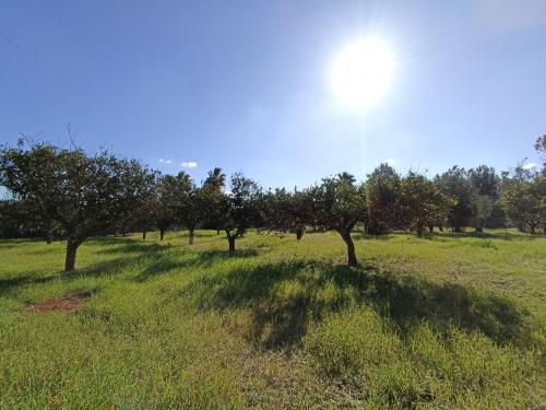 Terreno Agricolo in vendita a Gallipoli