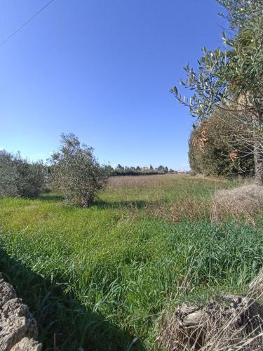 Terreno Agricolo in vendita a Gallipoli