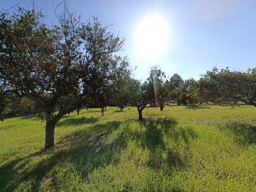 Terreno Agricolo in vendita a Gallipoli